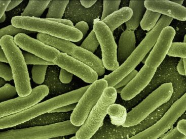 bakterie do szamba